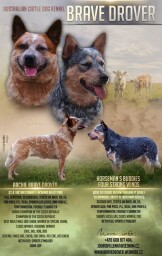 letáček oznámení krytí